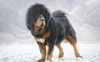 ີѹ ʷԿ - Tibetan Mastiff