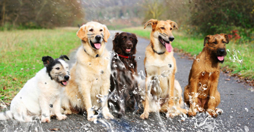 Dogilike.com �Ԩ����: ����ʹء�ͺ�Ӷ���ԧ�ҧ���