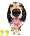 Dogilike.com