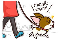 ผู้เลี้ยงอยู่ในตำแหน่งที่ต่ำกว่า และน้องหมาแสดงตัวเป็นจ่าฝูงในที่สุด