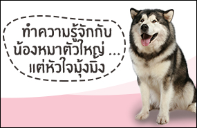 ทำความรู้จักกับ น้องหมาตัวใหญ่ ... แต่หัวใจมุ้งมิ้ง