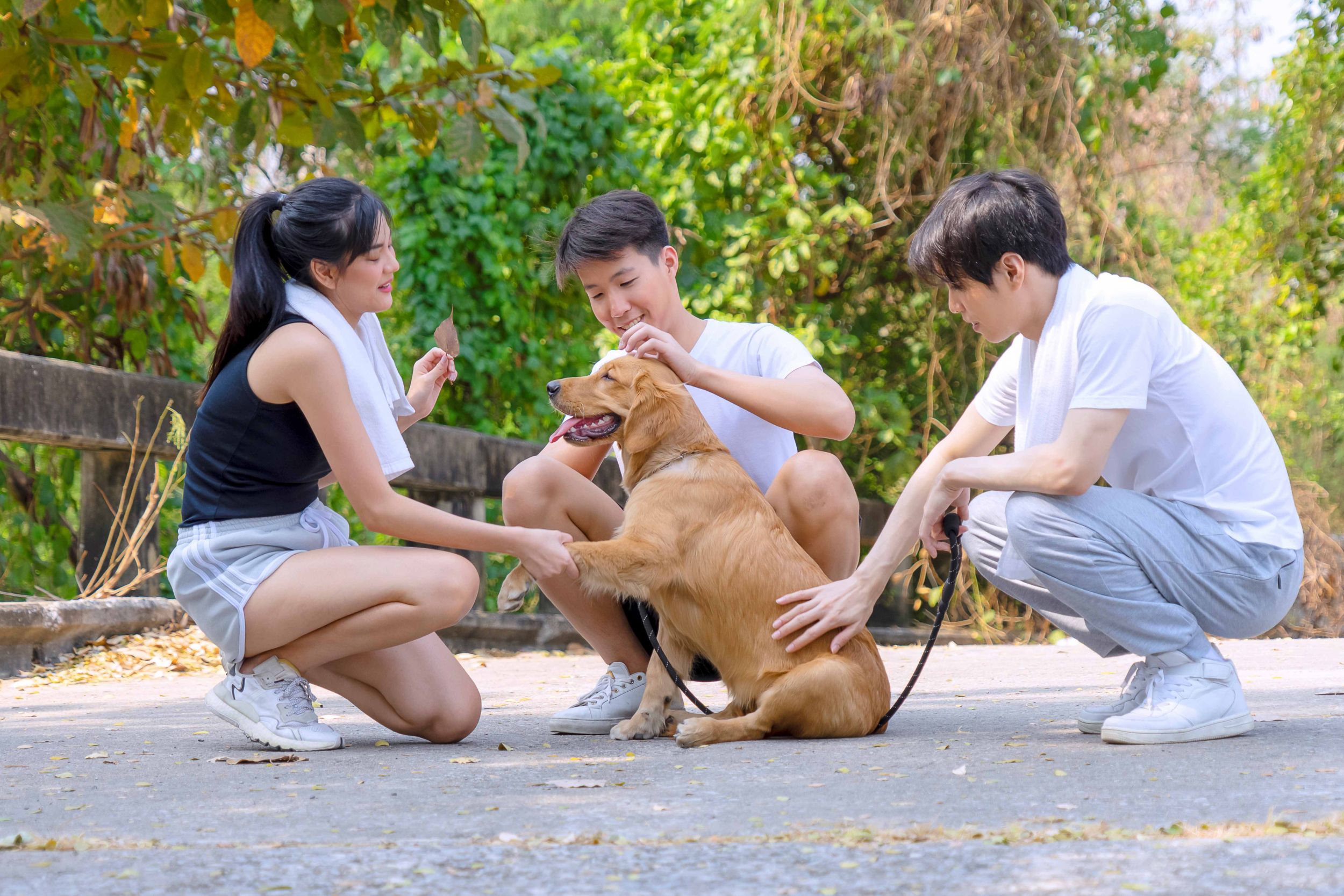 Dogilike.com :: ͡ùͧ  ͷҨѺҹҹ 
