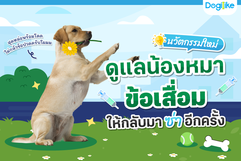 Dogilike.com :: ѵ ŹͧҢѺҫա