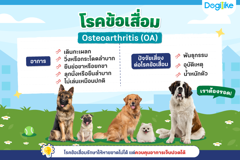 Dogilike.com :: ѵ ŹͧҢѺҫա