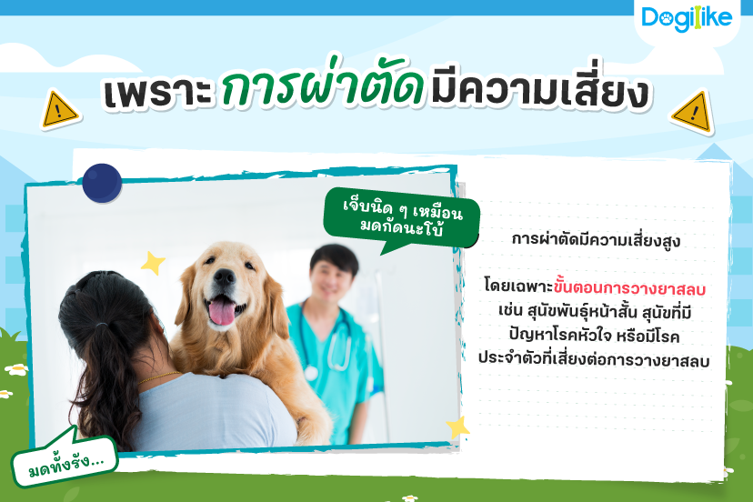 Dogilike.com :: ѵ ŹͧҢѺҫա