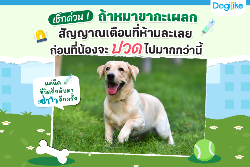 Dogilike.com :: ѵ ŹͧҢѺҫա