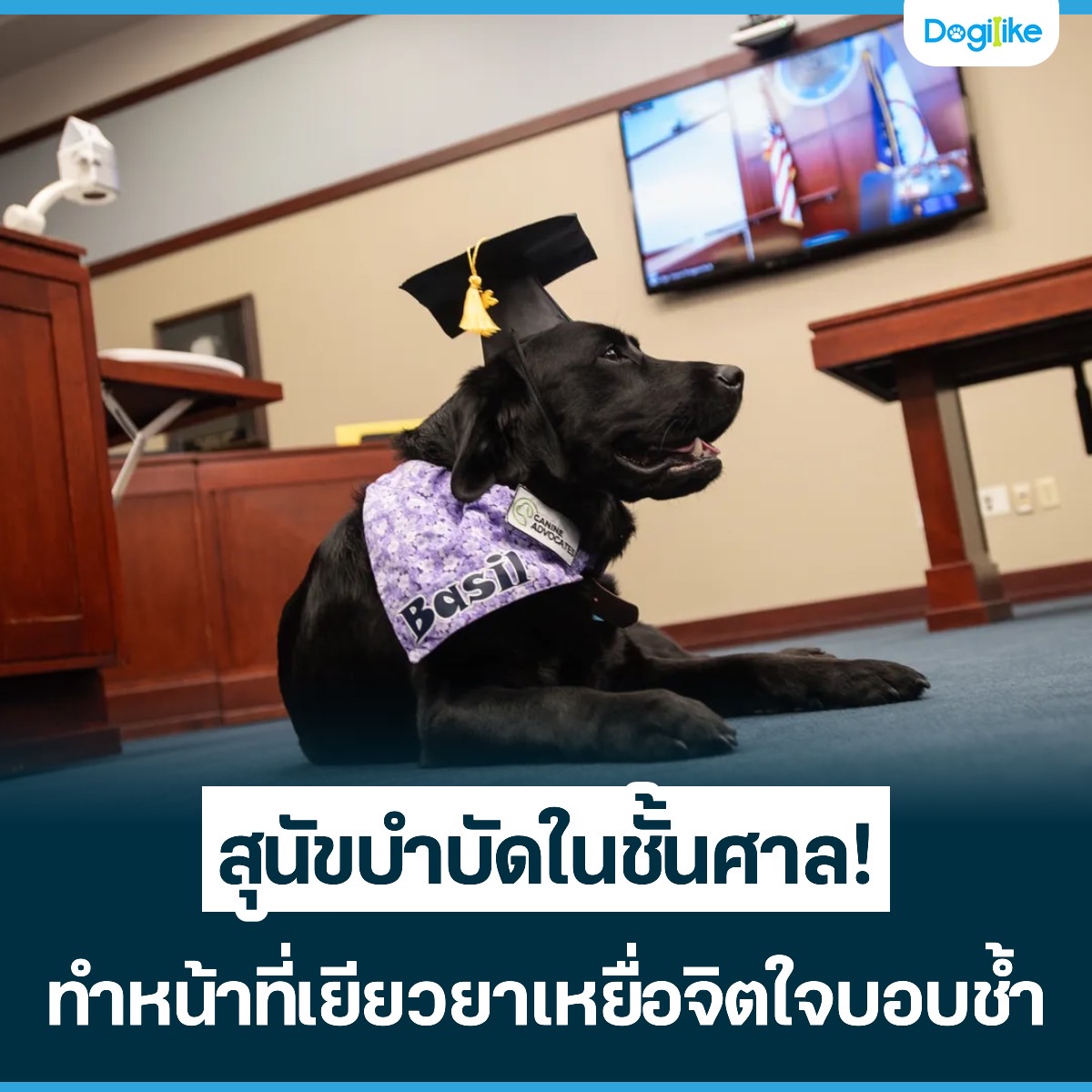 Dogilike.com :: عѢӺѴ㹪! ˹ҷͨԵ㨺ͺ