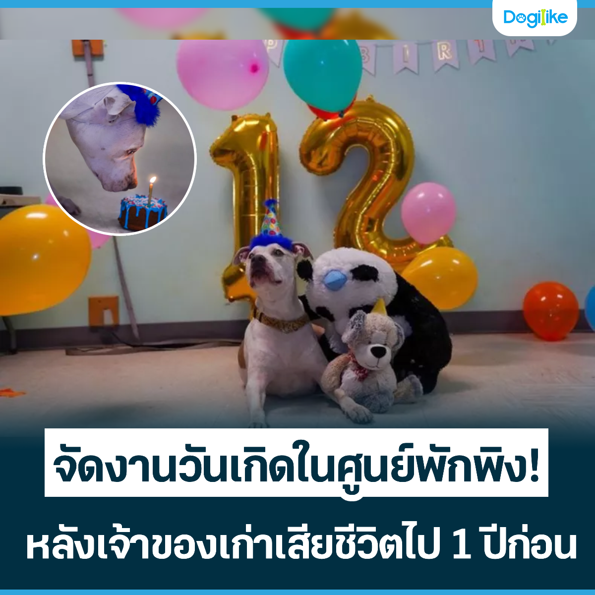 Dogilike.com :: ѴҹѹԴٹѡԧ! ѧҢͧªԵ 1 ա͹