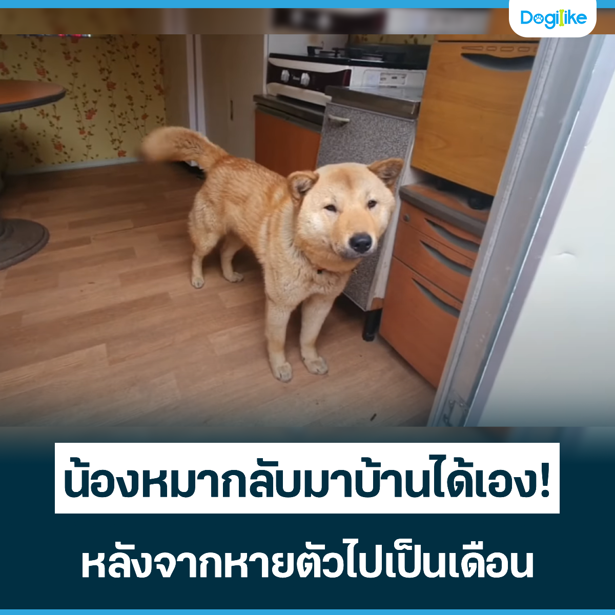 Dogilike.com :: ͧҡѺҺҹͧ! ѧҡµ͹