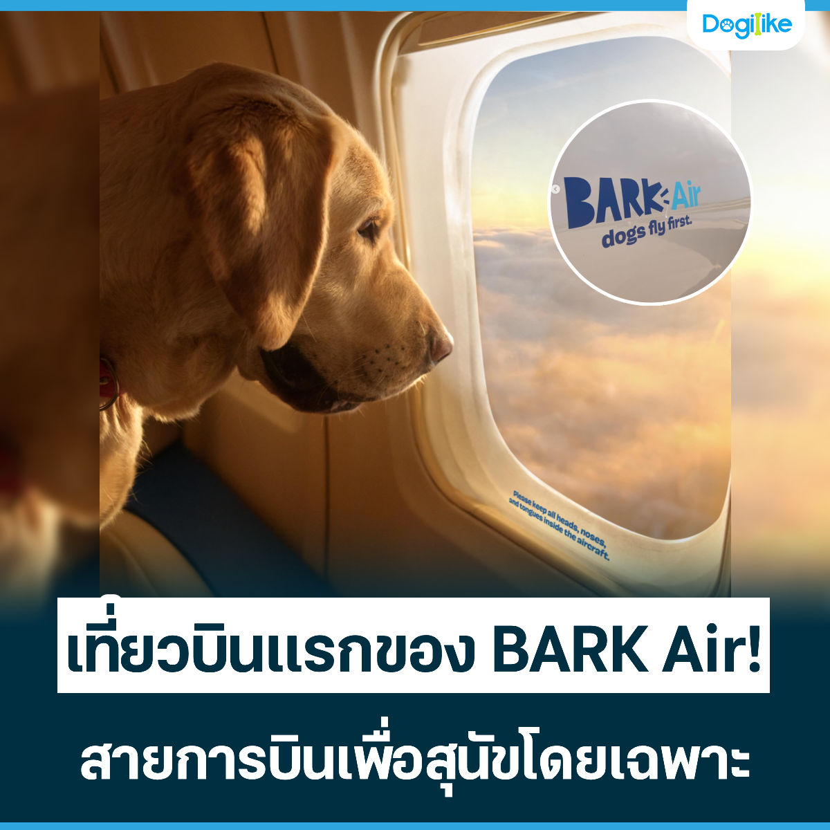 Dogilike.com :: ǺԹáͧ BARK Air! ¡úԹعѢ੾