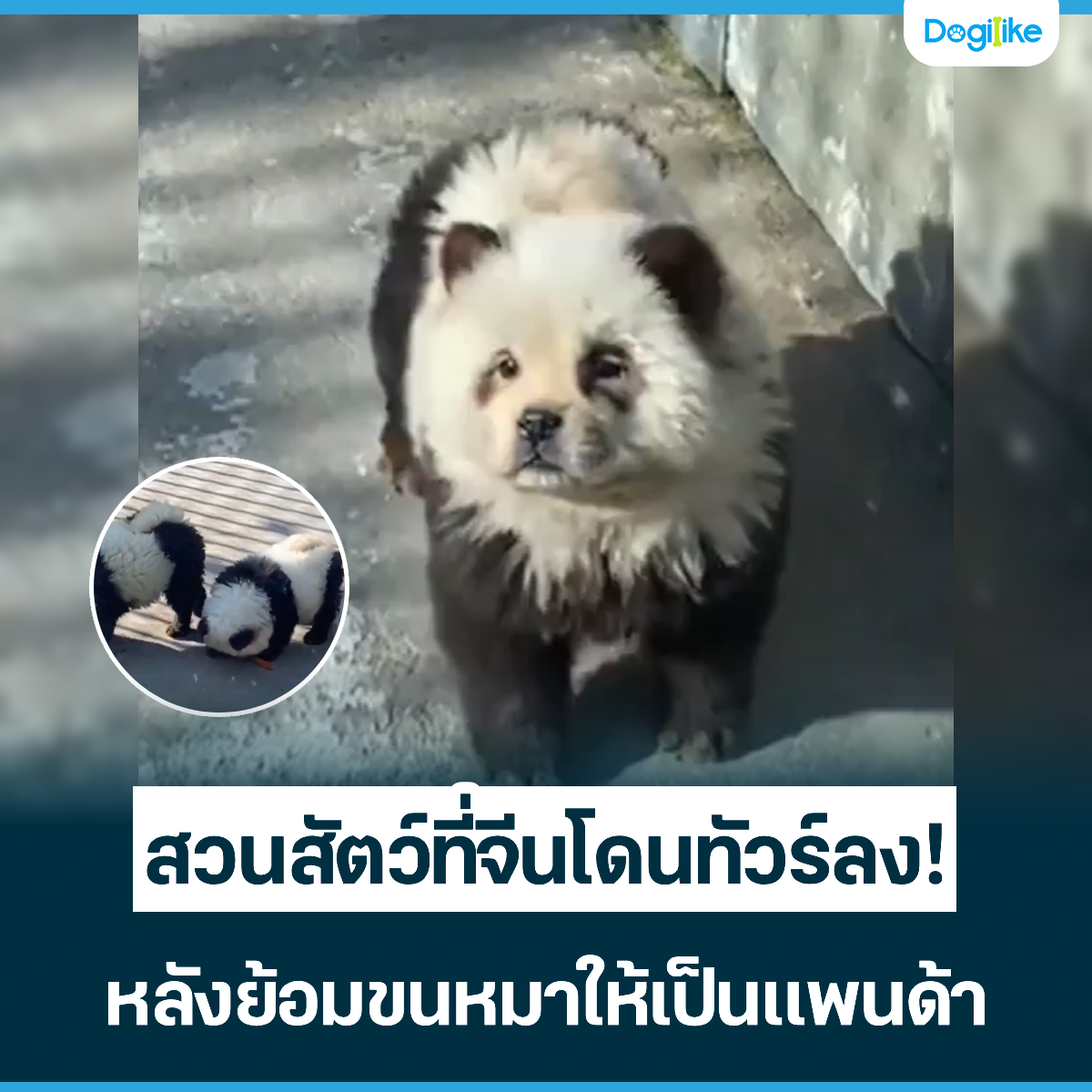 Dogilike.com :: ǹѵչⴹŧ! ѧᾹ