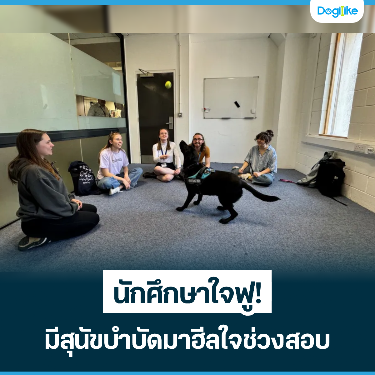 Dogilike.com :: ѡ֡㨿! عѢӺѴ㨪ǧͺ