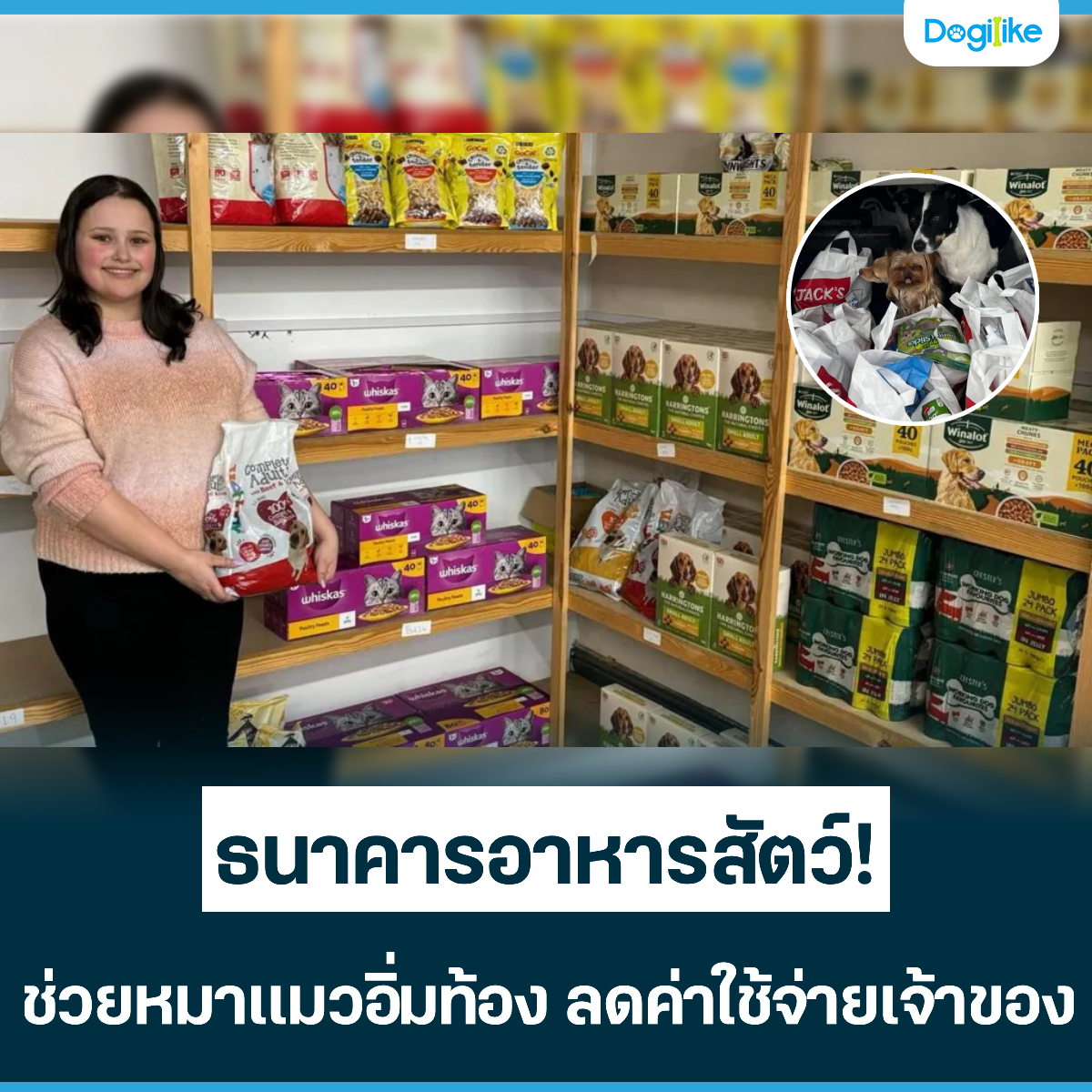 Dogilike.com :: Ҥѵ! ͧ ŴҢͧ