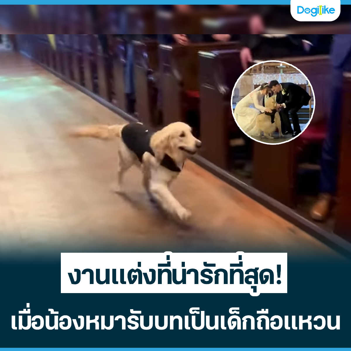 Dogilike.com :: ҹ觷ѡش! ͹ͧѺ硶ǹ