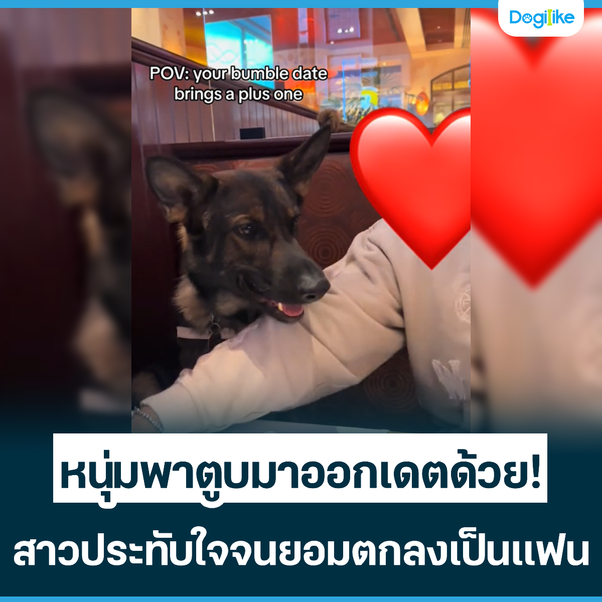 Dogilike.com :: ˹ҵٺ͡വ! ǻзѺ㨨ŧΌ