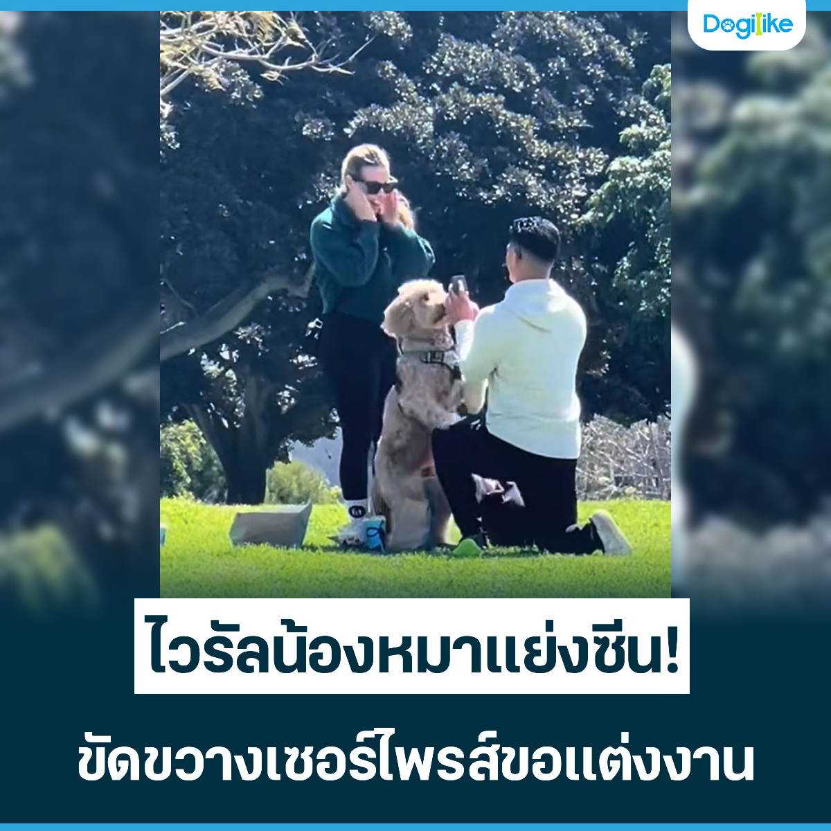 Dogilike.com :: Źͧ觫չ! Ѵҧ觧ҹ
