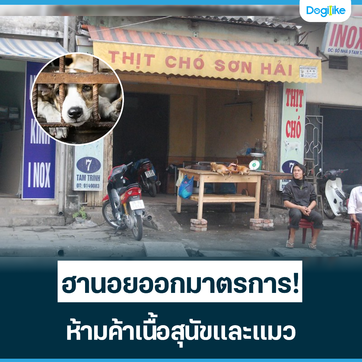 Dogilike.com :: ҹ͡ҵá! عѢ
