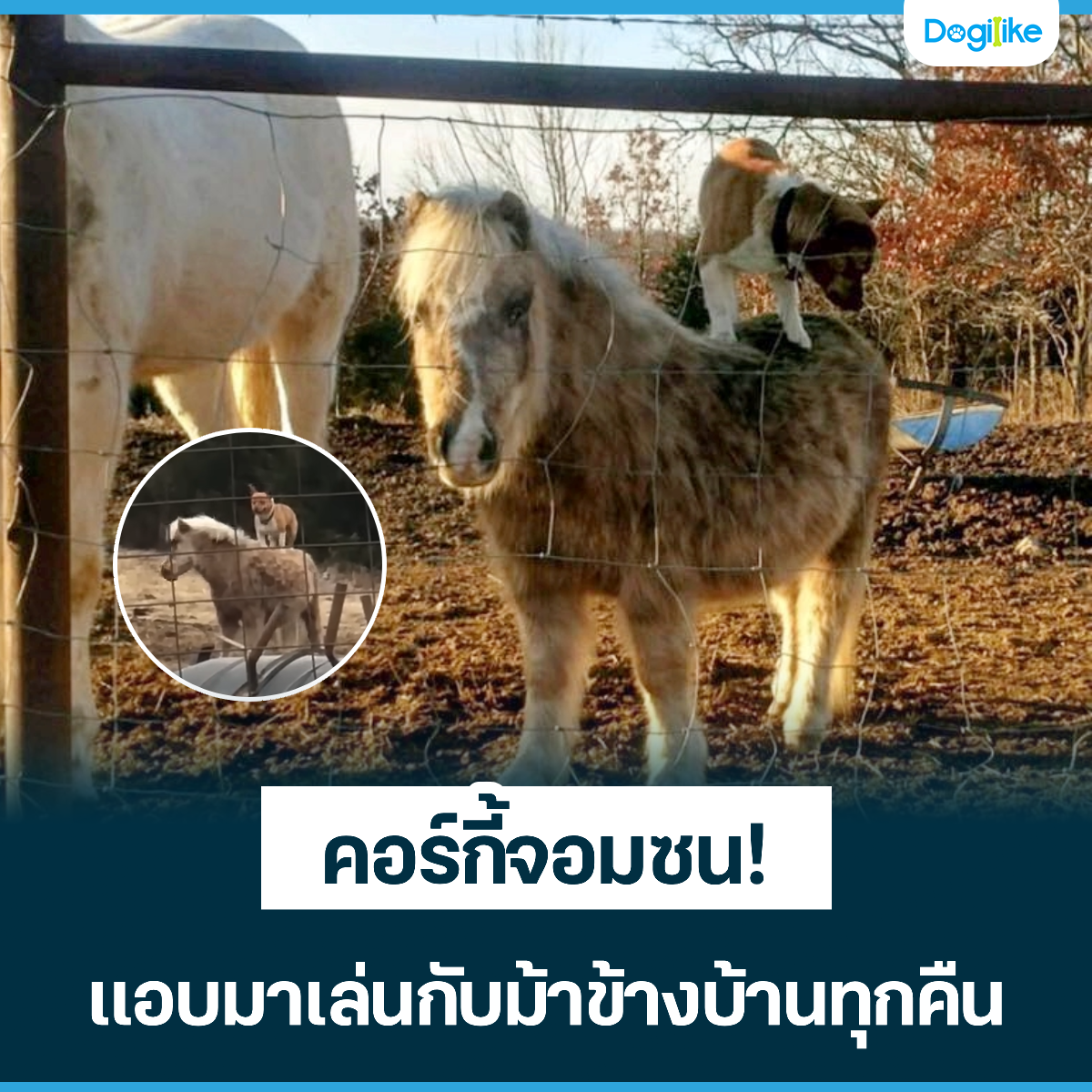 Dogilike.com :: ! ͺ蹡ѺҢҧҹء׹