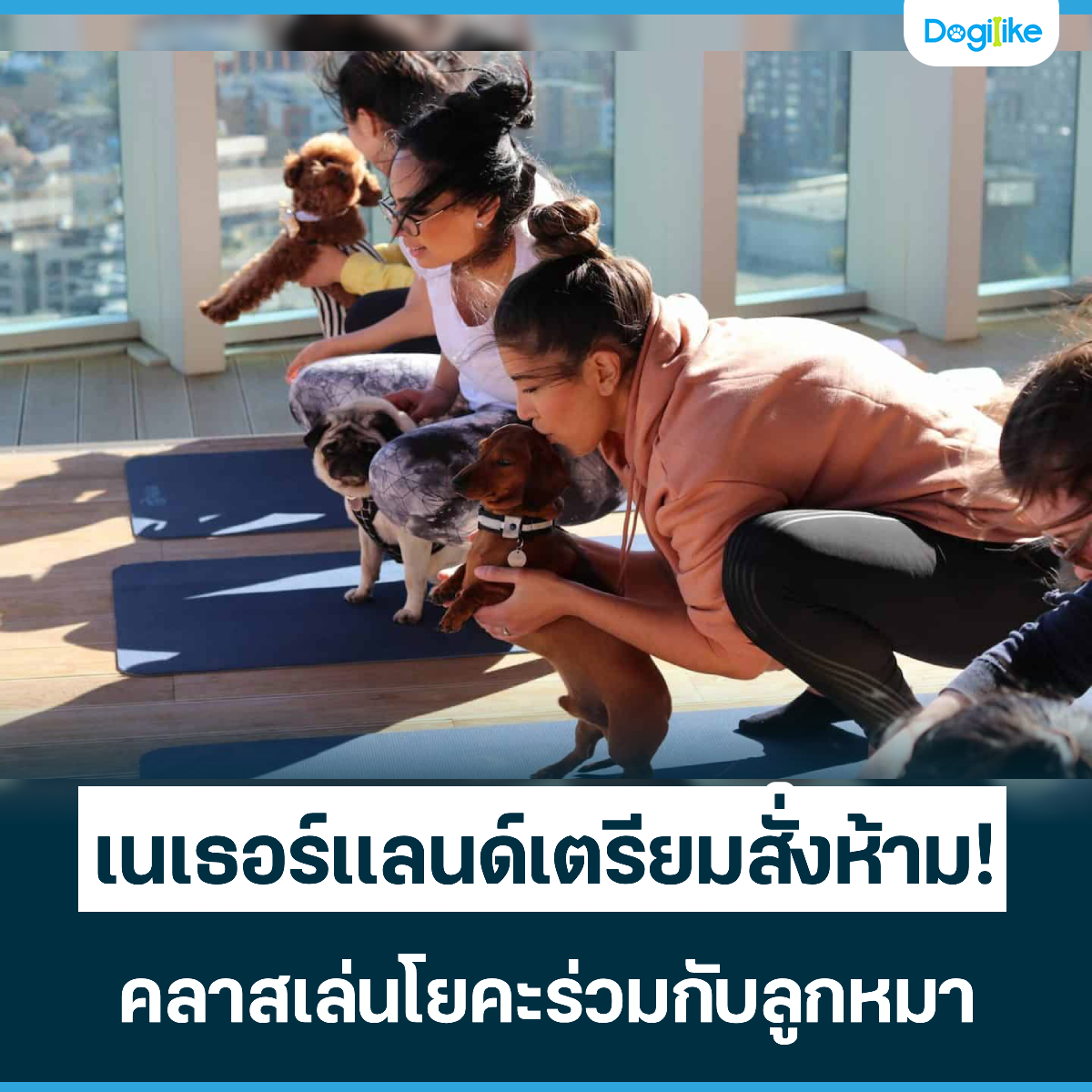 Dogilike.com :: Ź! ¤Ѻ١