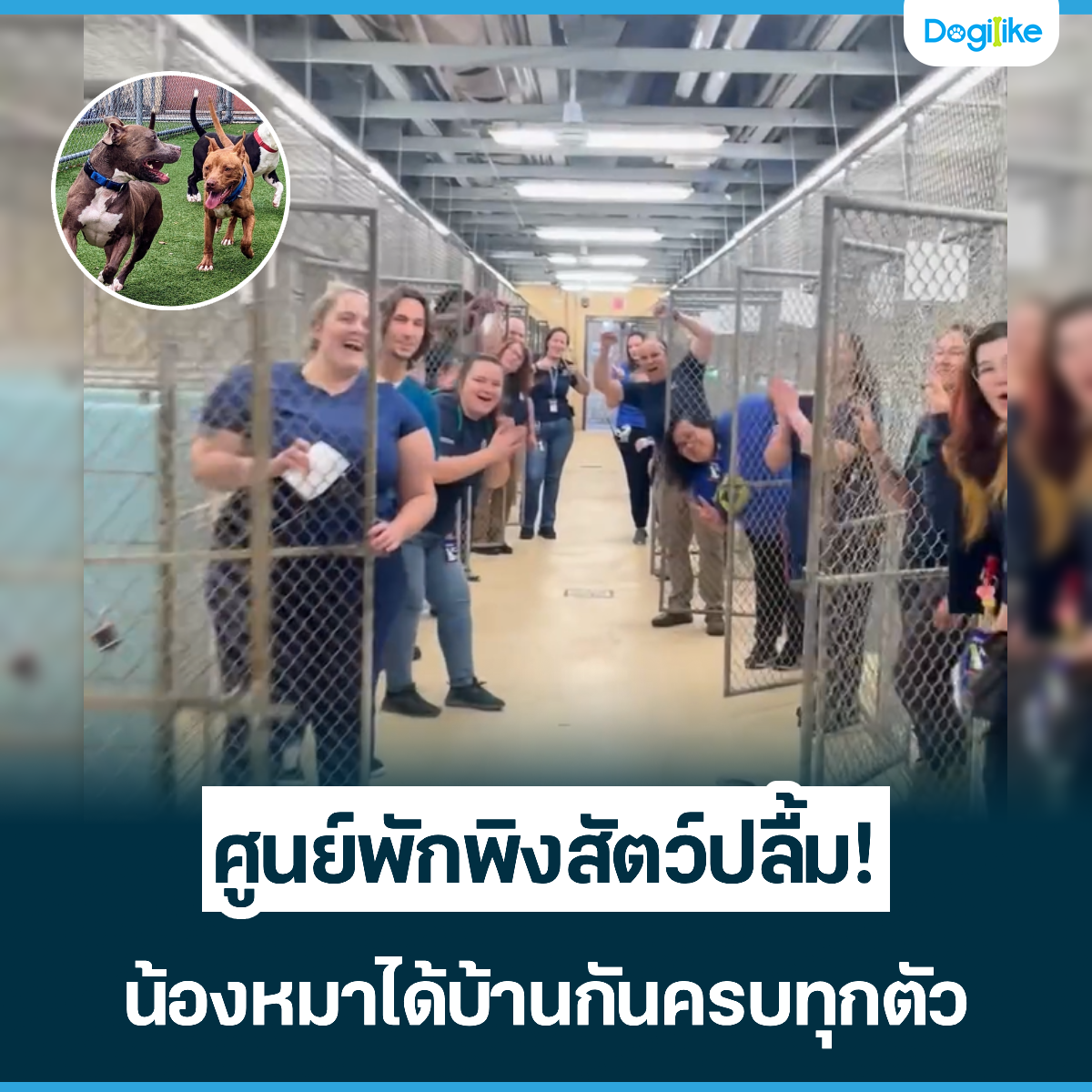 Dogilike.com :: ٹѡԧѵ! ͧҹѹúء
