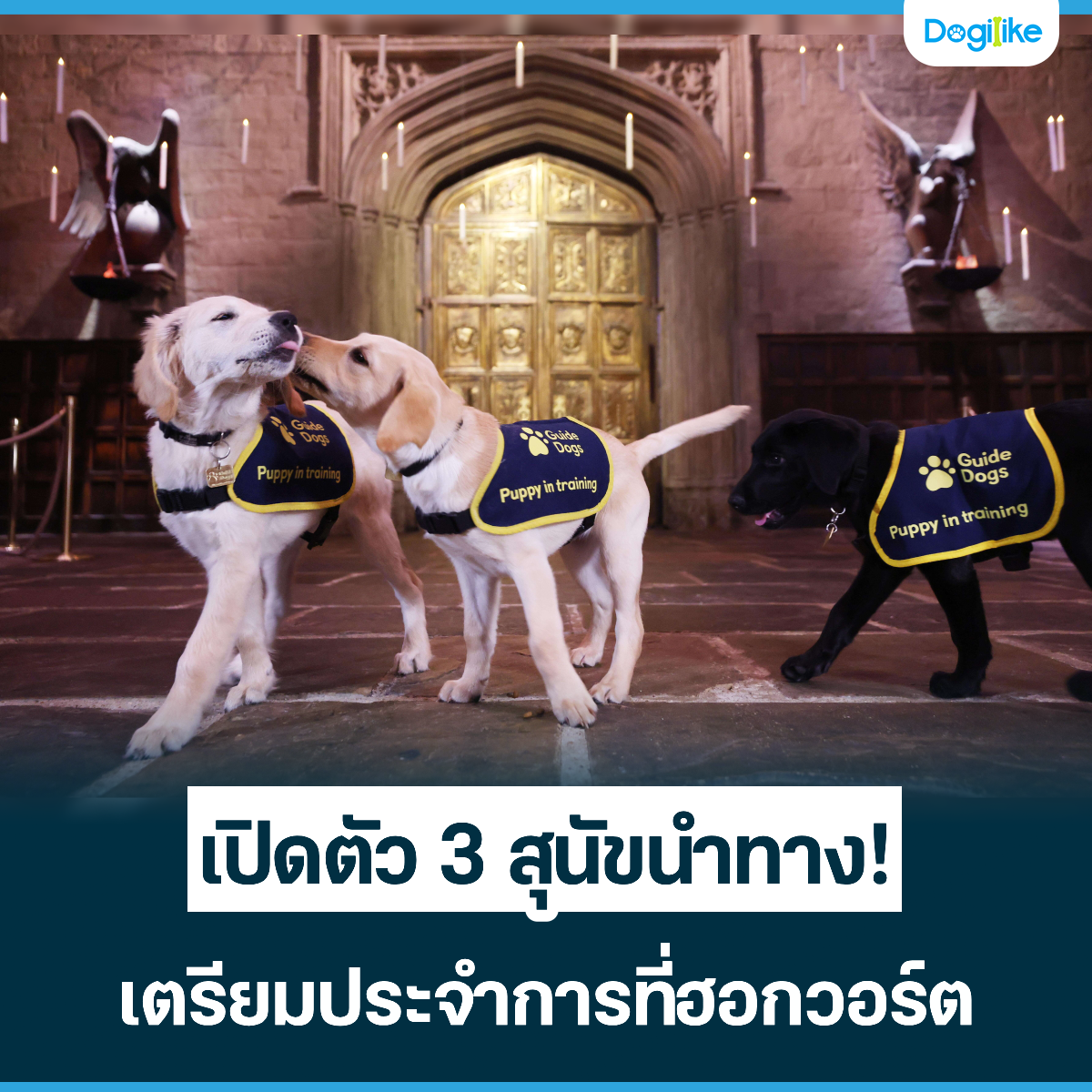 Dogilike.com :: Դ 3 عѢӷҧ! Шӡ÷͡