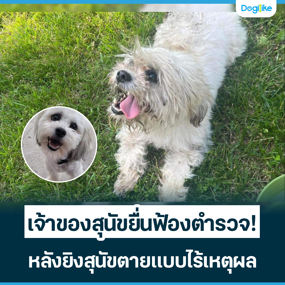 Dogilike.com :: ҢͧعѢ蹿ͧǨ! ѧԧعѢẺ˵ؼ