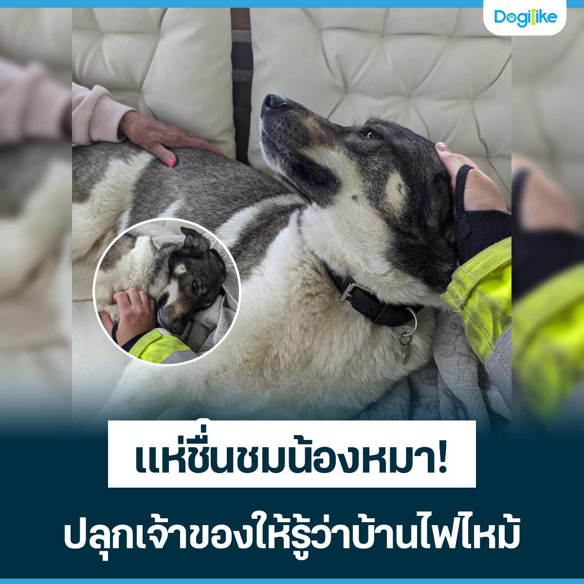 Dogilike.com :: 蹪ͧ! ءҢͧҺҹ