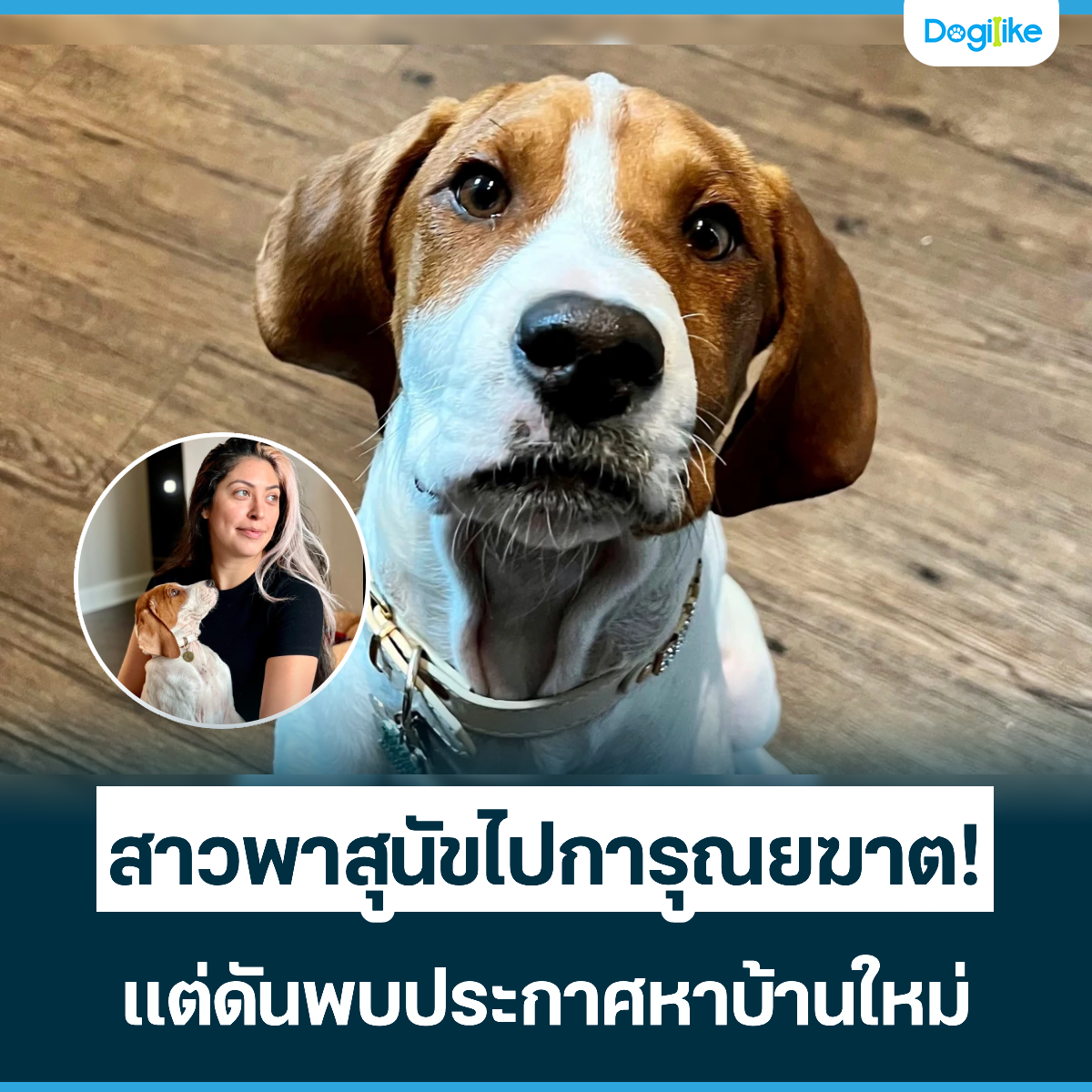 Dogilike.com :: ǾعѢ仡س¦ҵ! ѹСҺҹ