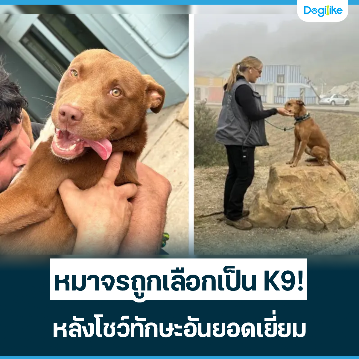 Dogilike.com :: Ҩö١͡ K9!  ѧѡѹʹ
