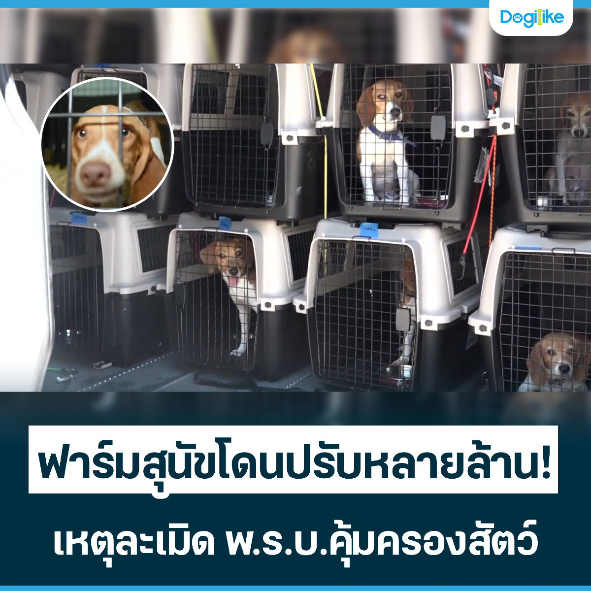 Dogilike.com :: عѢⴹѺҹ! ˵Դ...ͧѵ