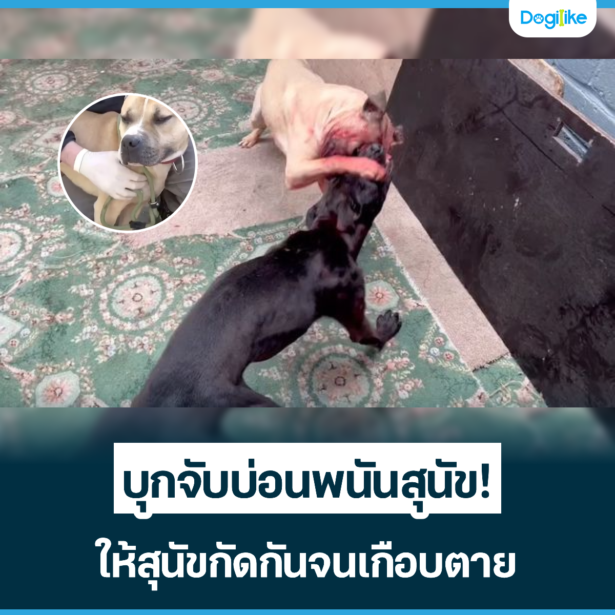 Dogilike.com :: บุกจับบ่อนพนันสุนัข! ให้สุนัขกัดกันจนเกือบตาย