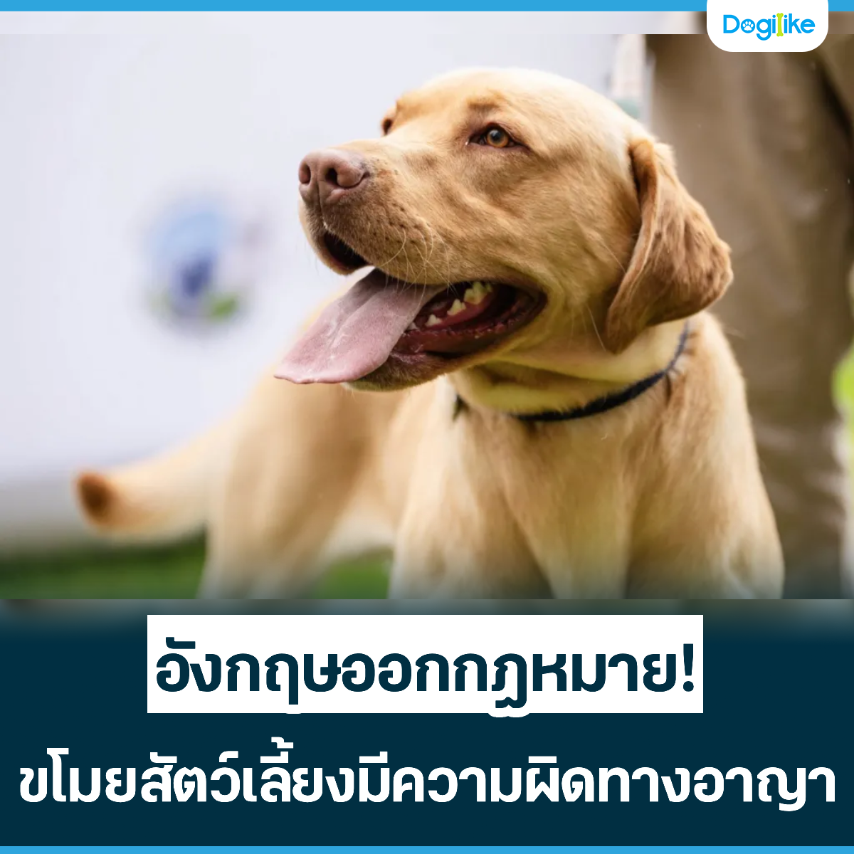 Dogilike.com :: ѧ͡! ѵ§դԴҧҭ