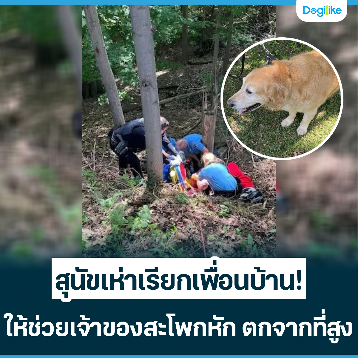 Dogilike.com :: عѢ¡͹ҹ! Ңͧ⾡ѡ ҡ٧