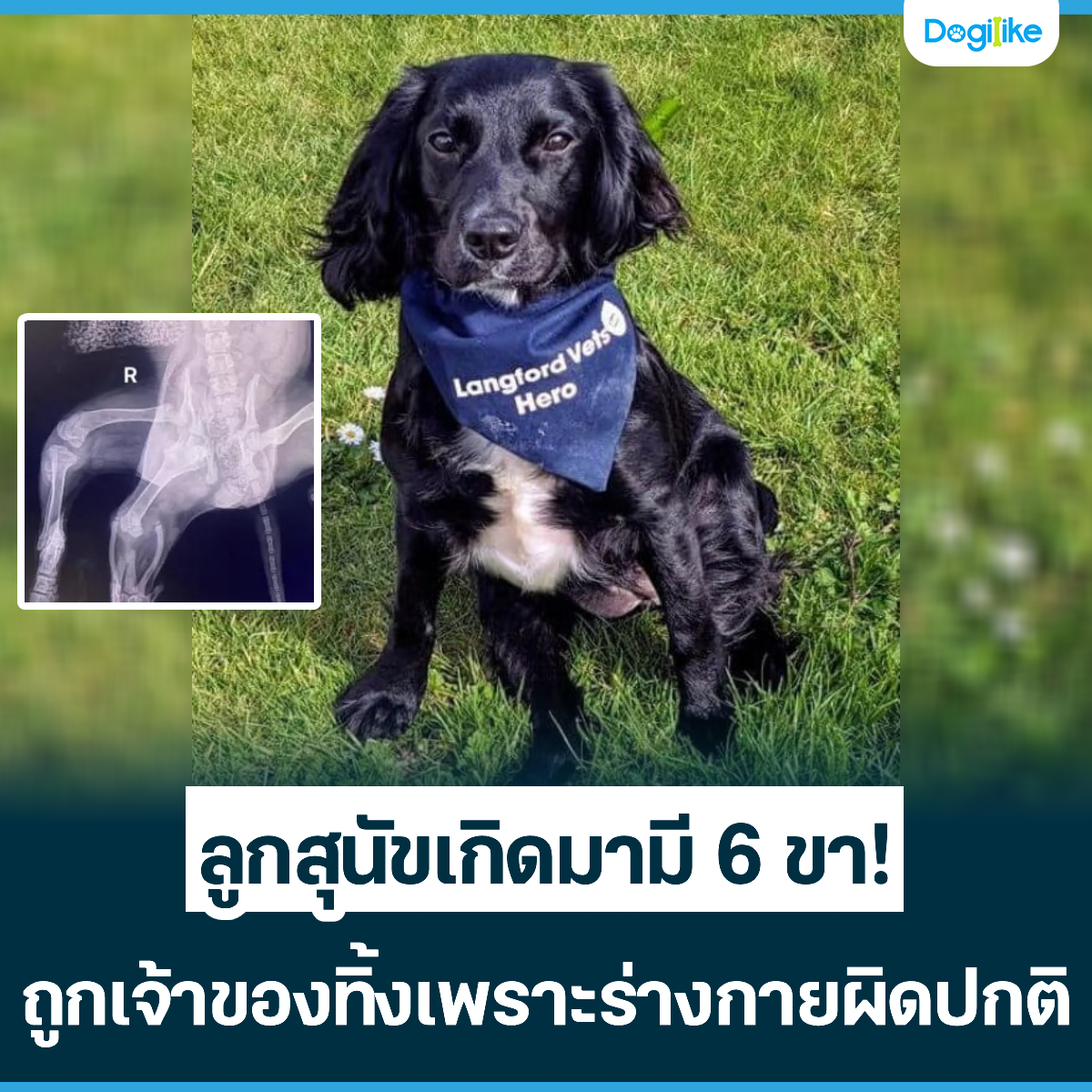 Dogilike.com :: ลูกสุนัขเกิดมามี 6 ขา! ถูกเจ้าของทิ้งเพราะร่างกายผิดปกติ