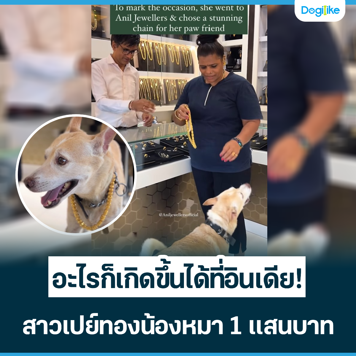 Dogilike.com :: áԴԹ! ͧͧ 1 ʹҷ