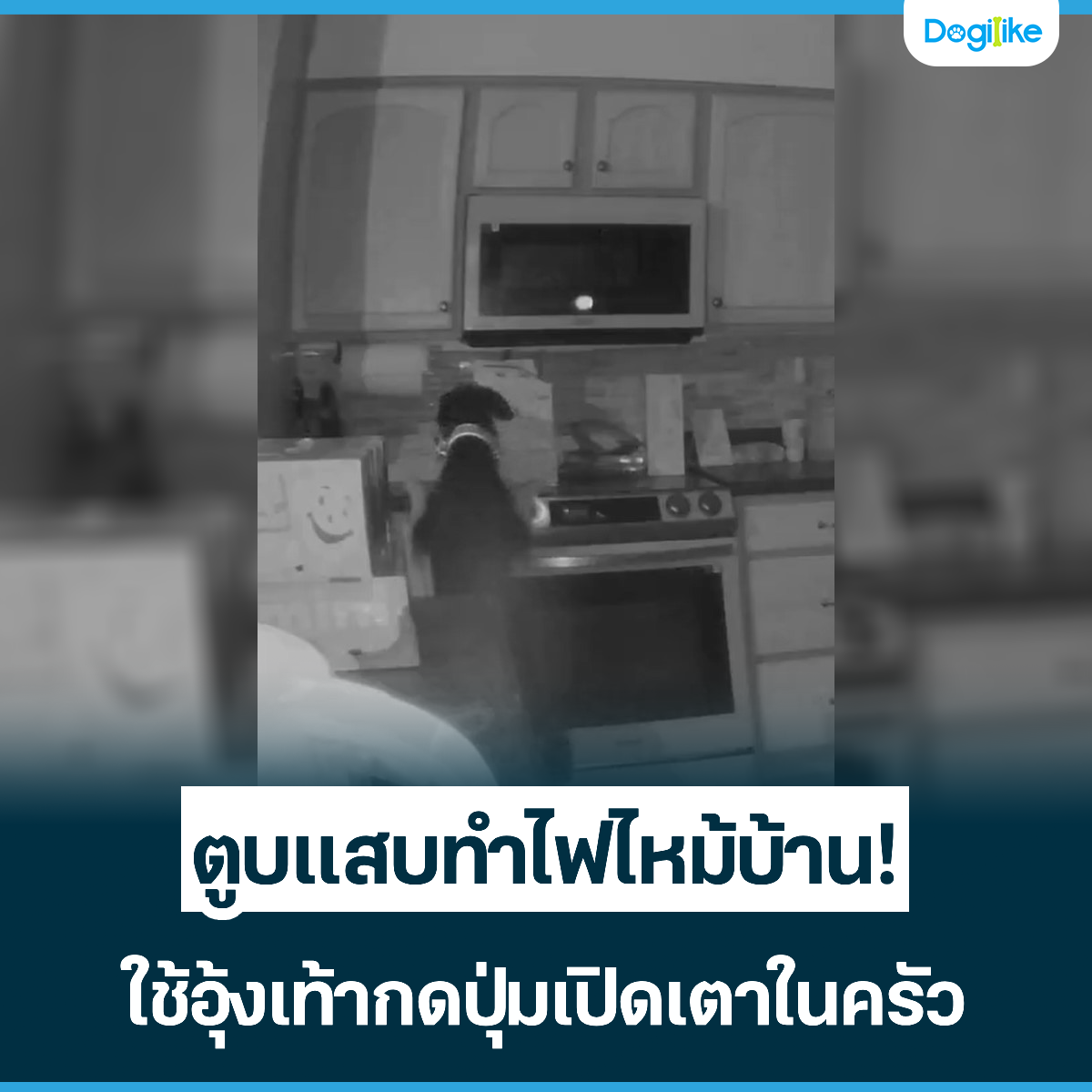 Dogilike.com :: ٺʺҹ! ҡԴ㹤