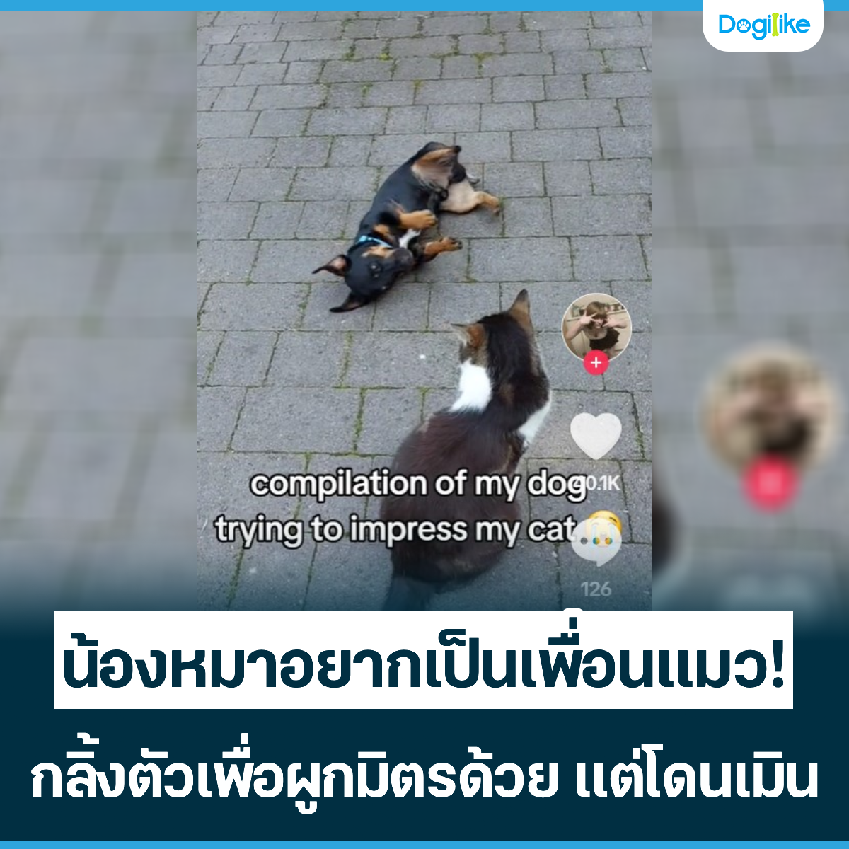 Dogilike.com :: ͧҡ͹! 駵ͼ١Եô ⴹԹ