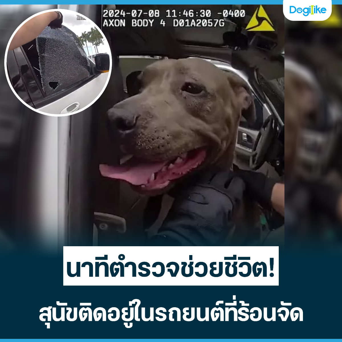 Dogilike.com :: ҷյǨªԵ! عѢԴö͹Ѵ