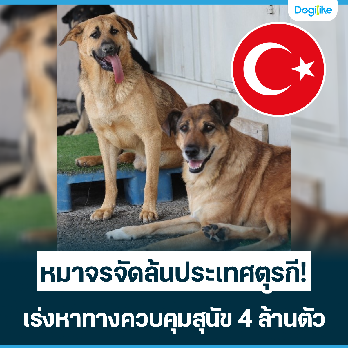 Dogilike.com :: ҨèѴ鹻ȵá! ҷҧǺعѢ 4 ҹ