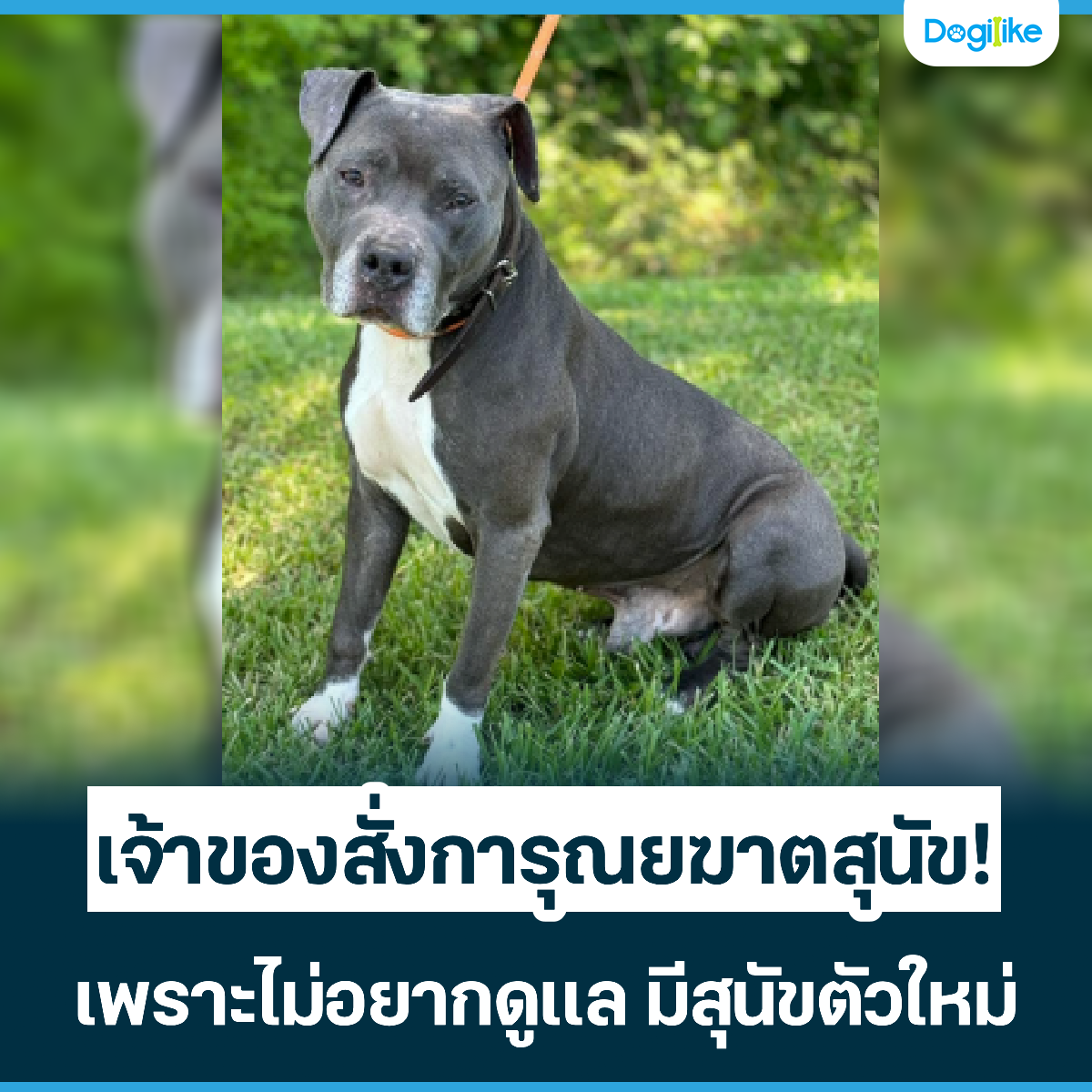 Dogilike.com :: Ңͧ觡س¦ҵعѢ! ҡ عѢ