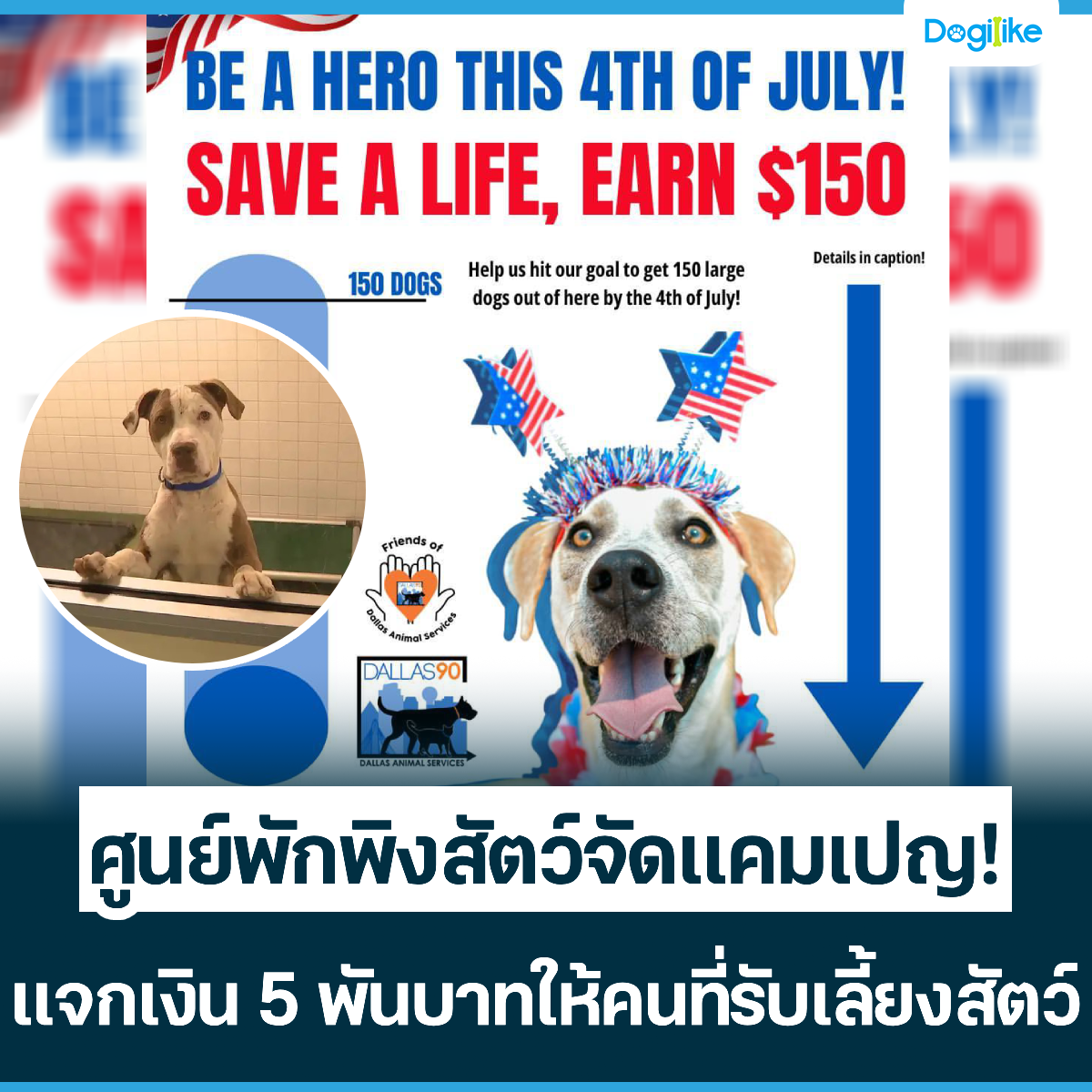 Dogilike.com :: ٹѡԧѵѴ໭! ᨡԹ 5 ѹҷ餹Ѻ§ѵ