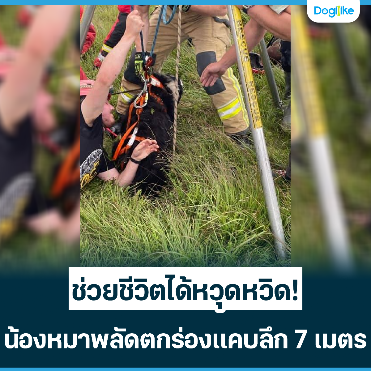 Dogilike.com :: ªԵشԴ! ͧҾѴͧ᤺֡ 7 