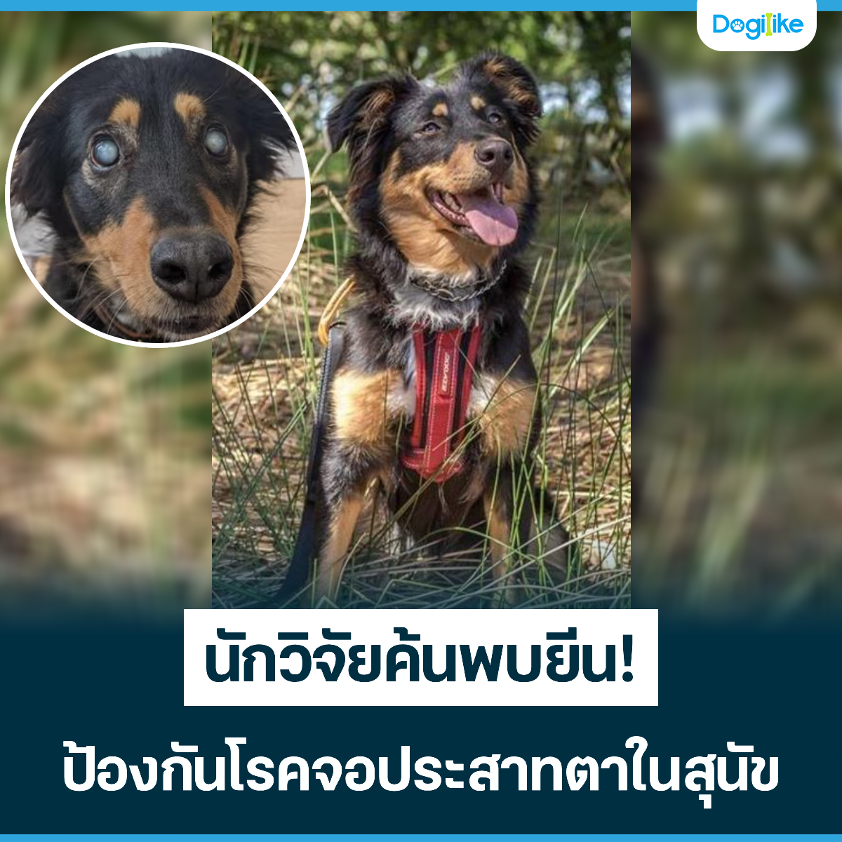 Dogilike.com :: ѡԨ¤鹾չ! ͧѹäͻҷعѢ