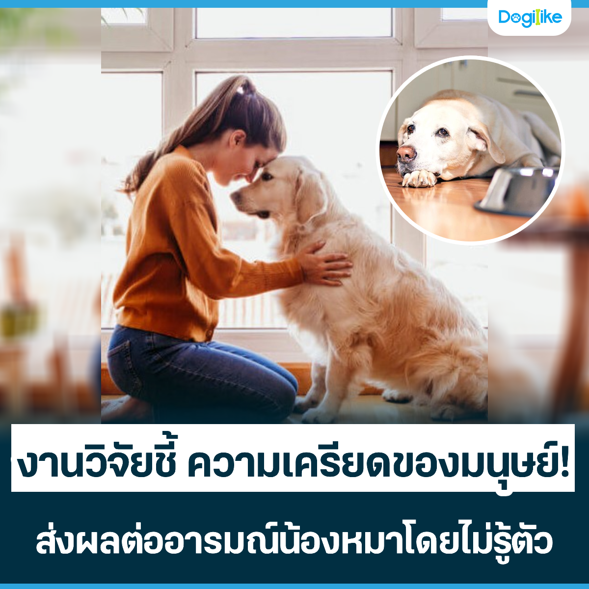 Dogilike.com :: ҹԨª ´ͧ! 觼ŵͧͧ