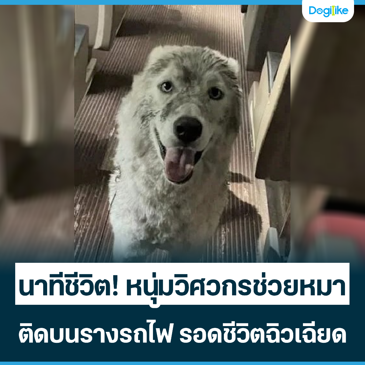 Dogilike.com :: ҷժԵ!  ˹ǡê Դҧö ʹԵ´