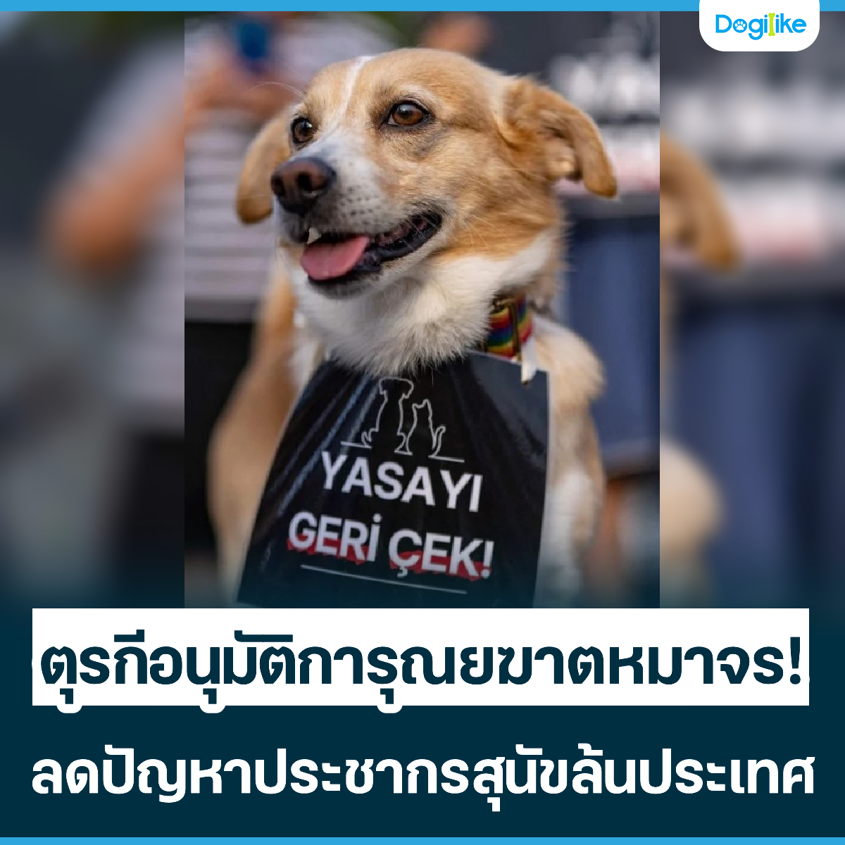 Dogilike.com :: á͹ѵԡس¦ҵҨ! ŴѭһЪҡعѢ鹻