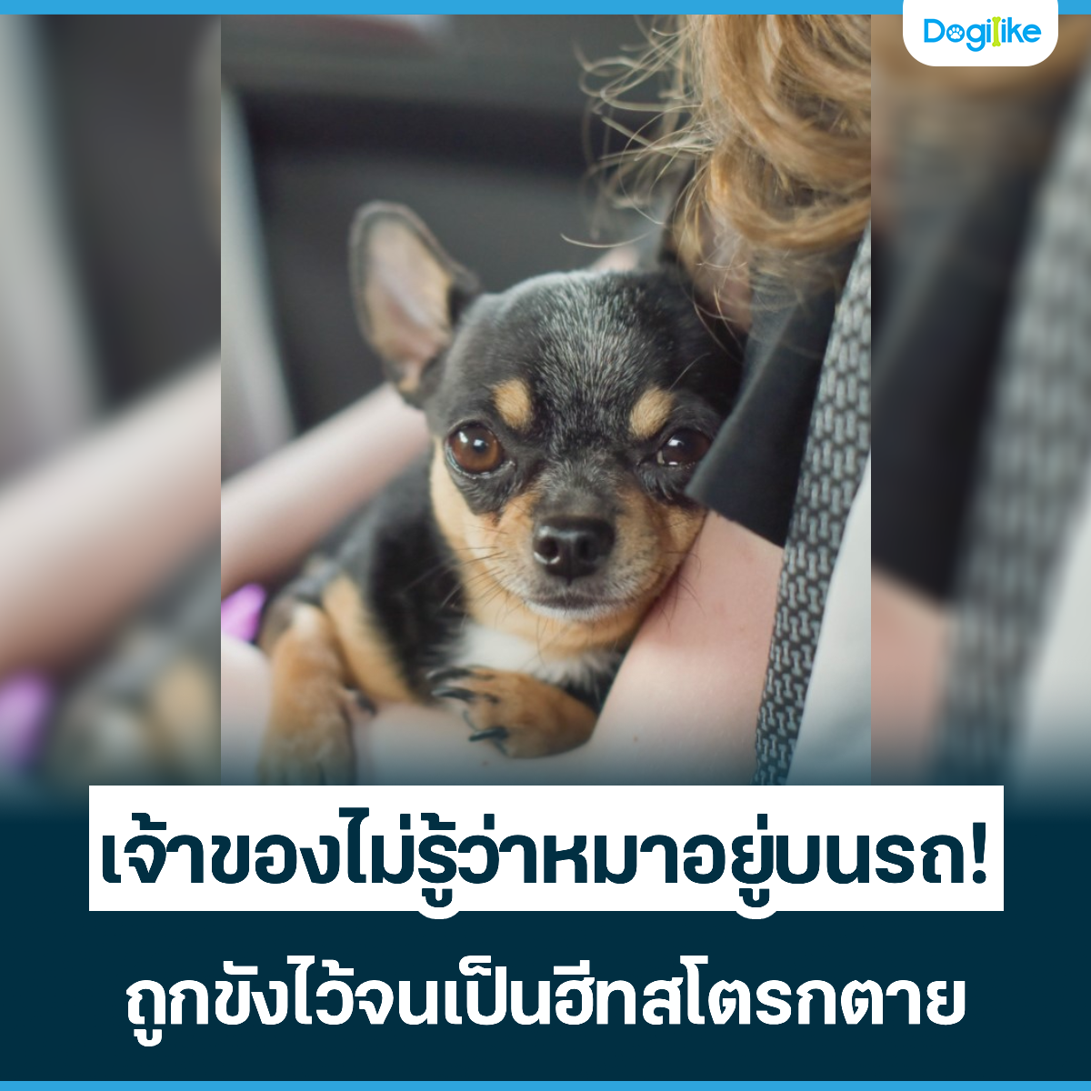 Dogilike.com :: Ңͧ躹ö! ١ѧ騹շá