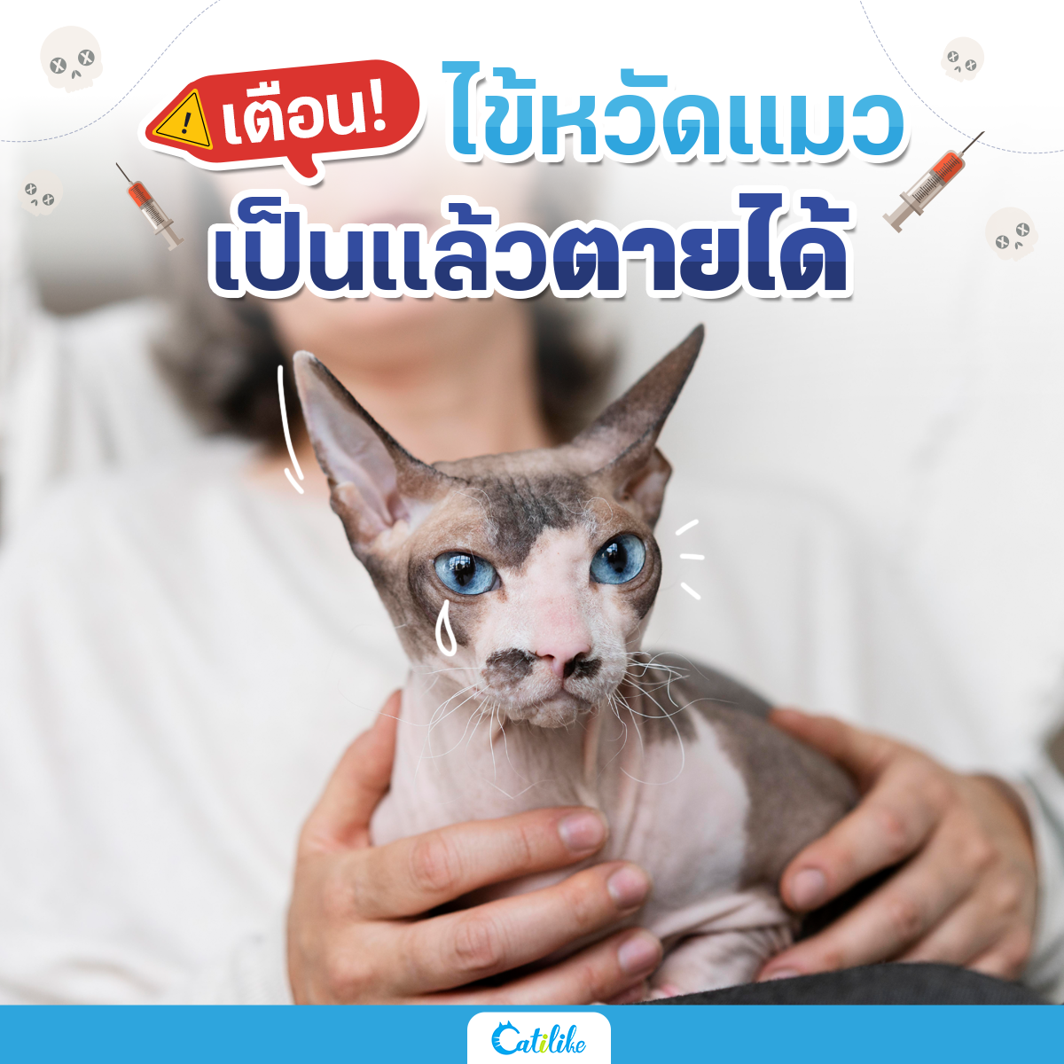 Dogilike.com :: เตือน! ไข้หวัดแมว เป็นแล้วตายได้