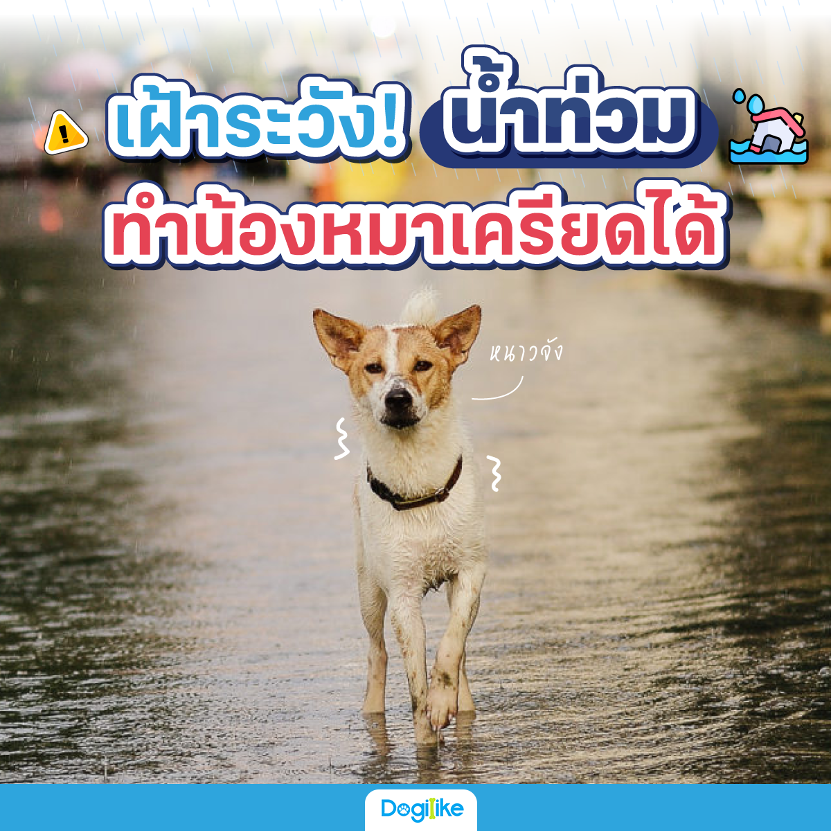Dogilike.com :: ѧ! ӷ ӹͧ´