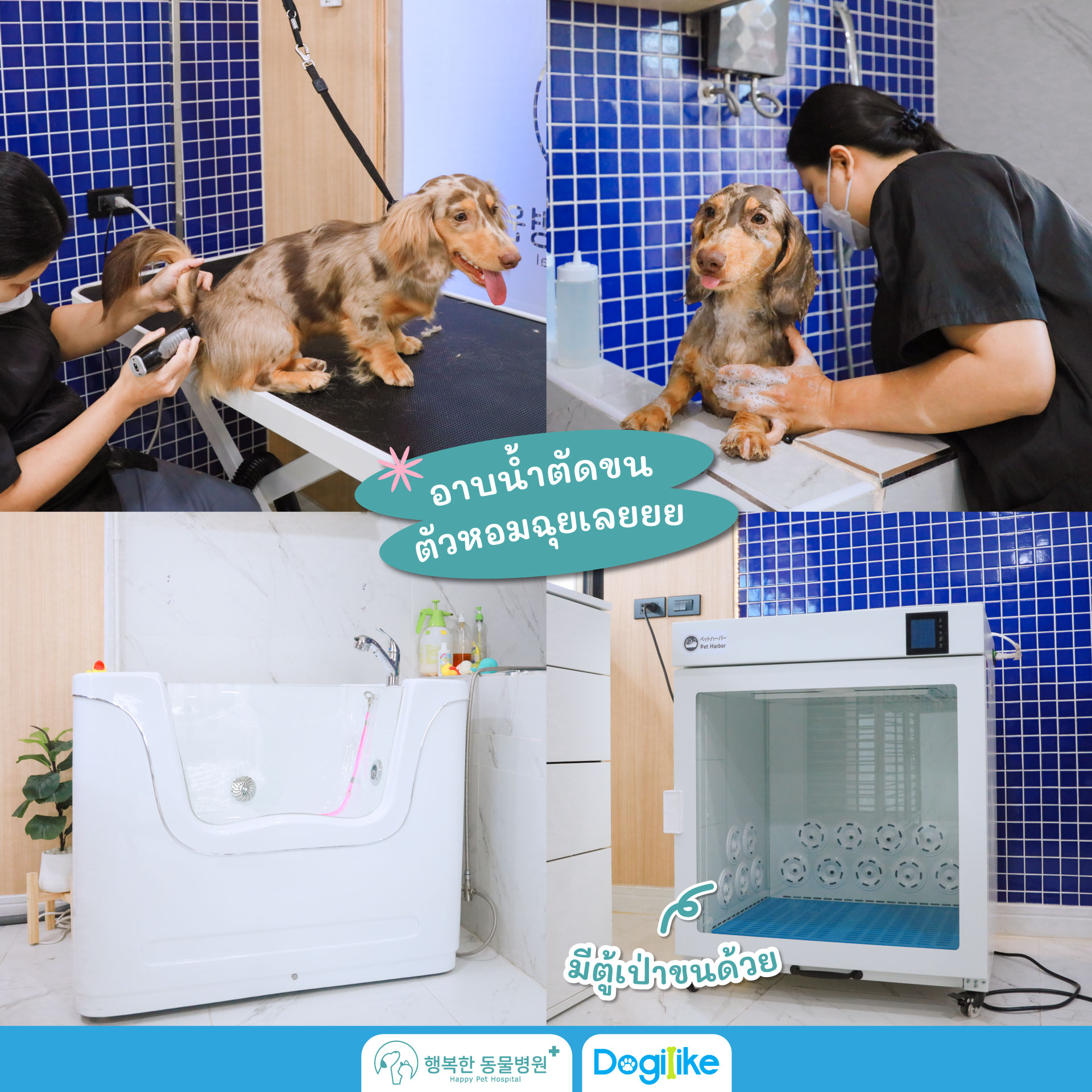 Dogilike.com :: Happy Pet Hospital çҺѵҡշá